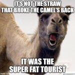 Camel | IT'S NOT THE STRAW THAT BROKE THE CAMEL'S BACK; IT WAS THE SUPER FAT TOURIST | image tagged in camel | made w/ Imgflip meme maker