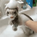 baby ferret taking a bath | image tagged in gifs,bath time,ferret,cute,cute animals,memes | made w/ Imgflip video-to-gif maker