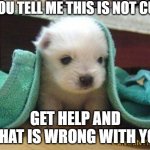 SSOOOOOOOOO CUUTEEEEE | IF YOU TELL ME THIS IS NOT CUTE; GET HELP AND WHAT IS WRONG WITH YOU | image tagged in cute puppy | made w/ Imgflip meme maker