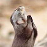 animal praying