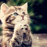 Praying cat