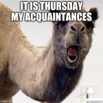 Camel | IT IS THURSDAY MY ACQUAINTANCES | image tagged in camel | made w/ Imgflip meme maker