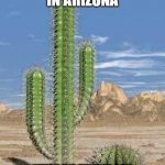 Fall in Arizona | AHH, FALL IN ARIZONA; WHEN WE FINALLY CAN START GETTING COLD WATER AGAIN | image tagged in cactus | made w/ Imgflip meme maker