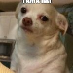 Sorry but Chihuahua's are not dogs | I AM A RAT | image tagged in concerned chihuahua | made w/ Imgflip meme maker