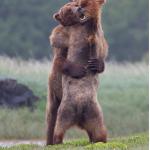 hugging bears