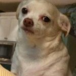 Your doing it wrong indicator | THE FACE YOUR DOG MAKES WHEN  YOU DIDN'T GIVE HIM ENOUGH FOOD; BRUH | image tagged in concerned chihuahua,do you need help | made w/ Imgflip meme maker