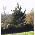 Fuck You Tree Meme Generator Imgflip