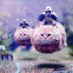Storm Trooper Cats meme