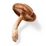 Shiitake mushroom template
