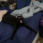 Surprised Black Cat template