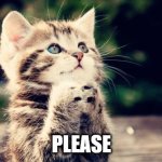 pleading cat | PLEASE | image tagged in praying cat | made w/ Imgflip meme maker