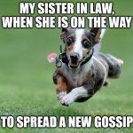 my sister in law and her hobby | MY SISTER IN LAW, WHEN SHE IS ON THE WAY; TO SPREAD A NEW GOSSIP | image tagged in running dog | made w/ Imgflip meme maker
