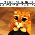 Puss in Boots Shrek cat begging | MY DOG BEGGING TO EAT LITERAL AIR AS SOON AS I BREAK OUT THE PAN | image tagged in puss in boots shrek cat begging | made w/ Imgflip meme maker