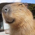 The Happy Capybara template