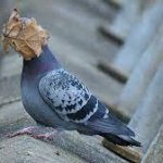 Pigeon and leaf template