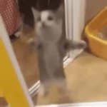 jumping kitten meme