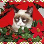 Grumpy Cat Mistletoe meme