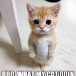 ? | BRO  WHAT MY CAT DOIN | image tagged in memes,cute cat | made w/ Imgflip meme maker