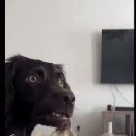 Only Dogs Can Relate To This Meme | WHEN YOU OWNER THROWS A BALL FOR YOU TO FETCH BUT WHEN YOU GO TO FETCH IT YOU SEE THE BALL IN HIS HAND | image tagged in gifs,memes,relatable,dog memes,confused dog,dog | made w/ Imgflip video-to-gif maker