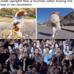 *intensely clapping* | image tagged in gifs,memes,funny,clapping,dogs | made w/ Imgflip video-to-gif maker