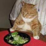Salad cat template