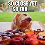 Dog Donuts | SO CLOSE YET SO FAR . . . | image tagged in dog donuts | made w/ Imgflip meme maker