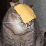 Cats with cheese meme