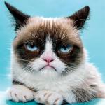 Grumpy Cat Imgflip