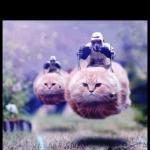 flying cat stormtrooper meme
