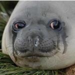 Crying Seal