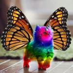 Rainbow unicorn butterfly kitten meme