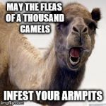 Camel | MAY THE FLEAS OF A THOUSAND CAMELS INFEST YOUR ARMPITS | image tagged in camel | made w/ Imgflip meme maker