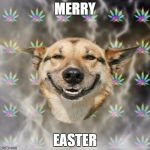 Stoner Dog | MERRY EASTER | image tagged in memes,stoner dog | made w/ Imgflip meme maker