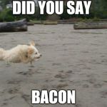 Running Dog | DID YOU SAY BACON | image tagged in running dog,bacon | made w/ Imgflip meme maker