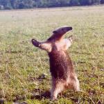 Fight me anteater