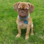 Grumpy Puppy Earl