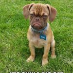 Grumpy Puppy Earl | A LION? IT'S ONLY A BIG CAT | image tagged in grumpy puppy earl | made w/ Imgflip meme maker