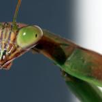 mantis alt