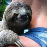 Evil Sloth