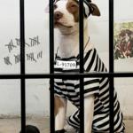 Dog In Prison meme
