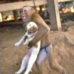 monkey dog meme