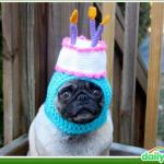 Happy birthday pug