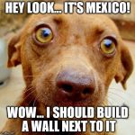 Wow-Dog | HEY LOOK... IT'S MEXICO! WOW... I SHOULD BUILD A WALL NEXT TO IT | image tagged in wow-dog | made w/ Imgflip meme maker