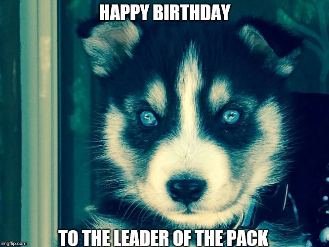Happy birthday | HAPPY BIRTHDAY; TO THE LEADER OF THE PACK | image tagged in wolf,sam elliot happy birthday | made w/ Imgflip meme maker