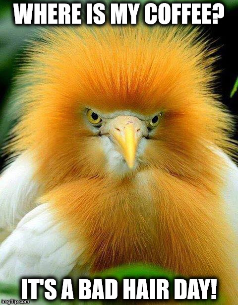WHERE IS MY COFFEE? IT'S A BAD HAIR DAY! | image tagged in bird | made w/ Imgflip meme maker
