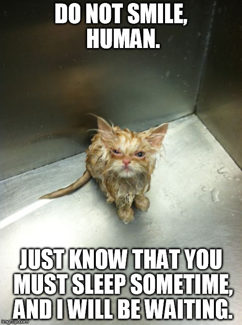 Kill You Cat Meme | DO NOT SMILE, HUMAN. JUST KNOW THAT YOU MUST SLEEP SOMETIME, AND I WILL BE WAITING. | image tagged in memes,kill you cat | made w/ Imgflip meme maker