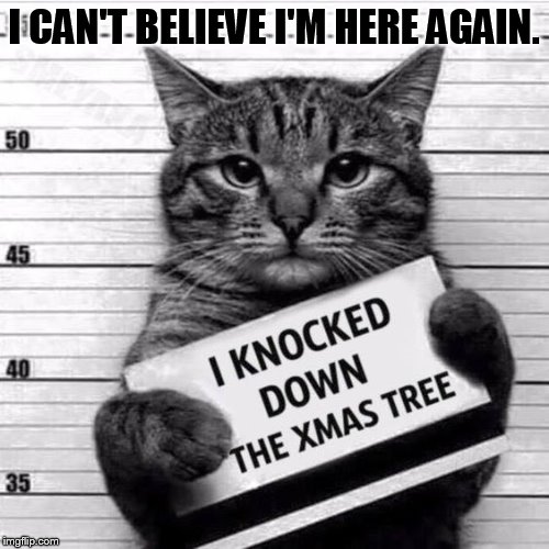 Booking Photo | I CAN'T BELIEVE I'M HERE AGAIN. | image tagged in memes,cat,police,photos,knockout,christmas tree | made w/ Imgflip meme maker