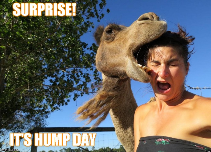 Camel vs. Woman | SURPRISE! IT'S HUMP DAY | image tagged in memes,surprise,hump day,camel,woman,girl | made w/ Imgflip meme maker