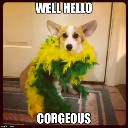 Well Hello Corgeous | WELL HELLO; CORGEOUS | image tagged in animals,corgi,gorgeous,glamour shots | made w/ Imgflip meme maker