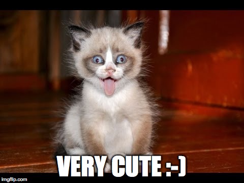 goofy kitten | VERY CUTE :-) | image tagged in goofy kitten | made w/ Imgflip meme maker